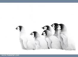 Yilin Odullu Seyahat Fotograflari Imparator Penguen Cok Sirin Hayvanlar Yavru Penguenler