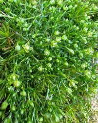 Image result for Galenia procumbens