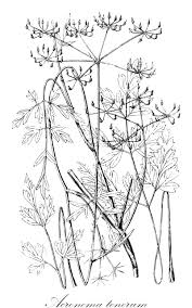 Image result for Lefebvrea grantii