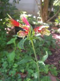 Image result for Alstroemeria pulchella