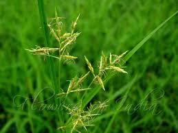 Image result for Cyperus rotundus
