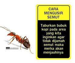 Tanaman cabe dalam rumah adalah yang paling sering disemuti di dalam rumah. Cara Mengusir Semut Kesehatan Tanaman Obat Pengetahuan