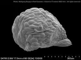 Image result for Myrothamnaceae