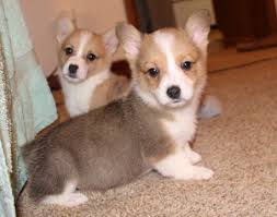 Clippers, blades, tubs, tables, dryers, shampoo, tools, accessories and more. Litter Of 5 Pembroke Welsh Corgi Puppies For Sale In Poteau Ok Adn 60416 On Puppyfinder Com Gender M Corgi Welsh Corgi Pembroke Welsh Corgi Puppies For Sale
