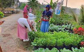 Sayangnya halaman rumah saya sempit mas, jadi gak bisa ikutan tanem sayur di halaman rumah tapi asik ya kalo bisa metik sayur dari kebun sendiri. Peningkatan Nilai Ekonomi Pekarangan Melalui Kebun Bersama Radar Banyumas