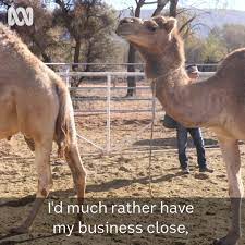 Frustrated by business dealings with his bandmates, he asked for day off to spend a day at his friend's home. Camel Tour Operator Wants Borders Shut Rather Than See People Die Of Coronavirus Abc News