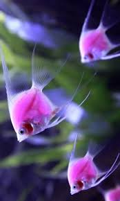 Mara Atanasova Google Bettafish Aquarium Fish Fishtank Tropicalfish Freshwater Bonsai Aquariu Beautiful Sea Creatures Salt Water Fish Fish Wallpaper