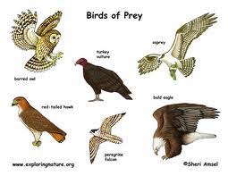 Birds in this group are called passerines, and are also known as perching birds or. Fun Birds Of Prey Facts For Kids