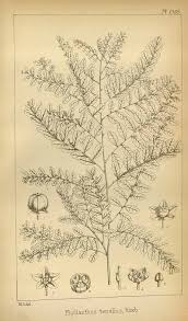 Image result for Phyllanthus tenellus