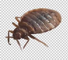 During the latter part of the 20th century, bed bugs were relatively hiring a pest management company is recommended. True Bugs Bed Bug Insect Pest Control Png Clipart Animals Arizona Arthropod Bait Bed Free Png
