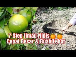 Boleh ikut step by step semai keratan batang limau kasturi cara semai keratan pokok limau kasturi. 7 Step Tip Tanam Pokok Limau Nipis Agar Cepat Besar Buah Lebat Youtube