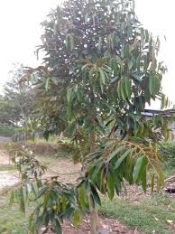 Hal ini dikarenakan kondisi tanah di dataran rendah tidak hanya mudah untuk dikelola dan subur. Hutan Durian Dataran Rendah Tanah Durian Monthong Tani Facebook