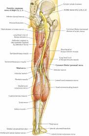 Pin On Spine Pain Related