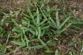 Image result for Lindsaea ensifolia
