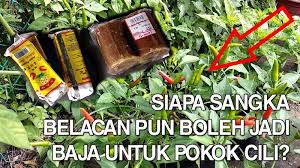 Larutan baja yang mengandungi segala nutrien untuk keperluan peringkat pokok diberikan terus ke akar tanaman. Kebun Bandar Informasi Berkebun Telegram