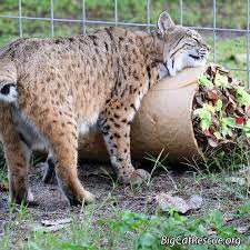 Maryann Bobcat Certainly Enjoyed Her Tacotuesday Enrichment Photo By Brittany Mira Bigcatrescue Bobca Big Cat Rescue Tampa Big Cat Rescue Small Wild Cats