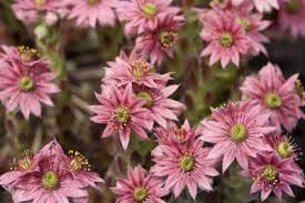We did not find results for: Hens And Chicks A Profile Of A Rock Garden Flower Howstuffworks