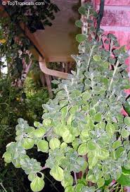 Image result for Coleus hadiensis