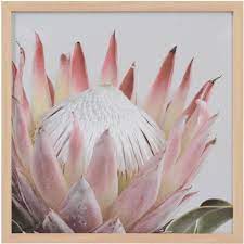 Design House 50x50cm Framed Print Single Protea Big W Blue Flower Wallpaper Framed Prints Protea Flower