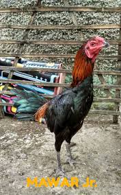 Pama Iq Ga