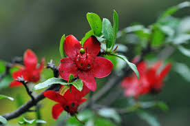 Image result for Ochna ovata