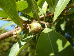 Image result for Diospyros mespiliformis