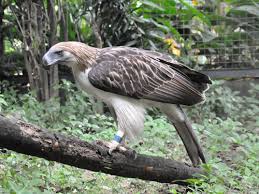 Wildlife center has a lagoon, an aquarium, a playground, botanical garden and a wildlife rescue center, which the department of environment and natural resources. Pithecophaga Jefferyi Philippine Eagle In Ninoy Aquino Parks And Wildlife Center