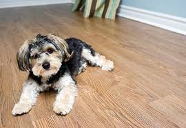 best flooring for dogs solved bob vila