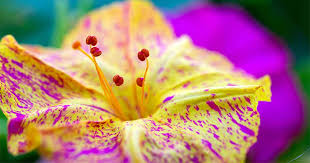 Maybe you would like to learn more about one of these? Learn How To Grow Four O Clocks Gardener S Path
