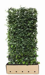 Quickhedge Hedges Evergreen Vertical Garden Backyard Landscaping Designs Hedges