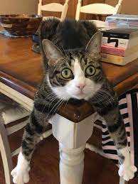 Want More Cute Cat Photos Check Out Our Website By Clicking The Photo Cutecats Catloverscommunity Cats Kittens Catvideos Cute Cats Photos Cats Cute Cats