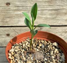 Image result for Monadenium pedunculatum