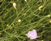 Image result for Buchnera randii