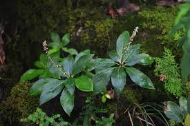 Image result for Linaceae