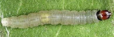 Image result for Archips rosanus