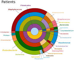 hierarchical pie chart representing bacterial diversity in