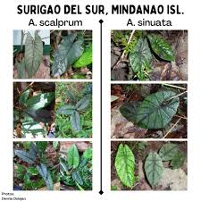 Image result for Blotiella sinuata