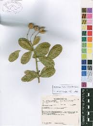 Image result for Maerua duchesnei