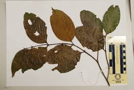 Image result for Psydrax fragrantissima
