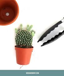 This time, use a cactus potting soil. How To Repot A Cactus And Not Get Hurt