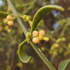 Image result for Santalaceae