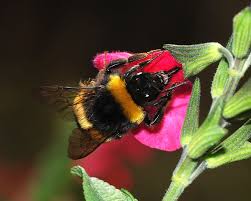 Maybe you would like to learn more about one of these? The Arctic Bumblebee