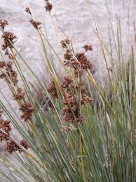 Image result for Ficinia