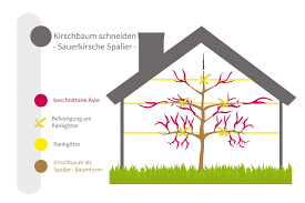 Die meisten beginnen den kirschbaum kurz nach, wenn nicht sogar schon während der kirschenernte zu schneiden. Kirschbaum Schneiden Bebilderte Anleitung Fur Den Kirschbaumschnitt