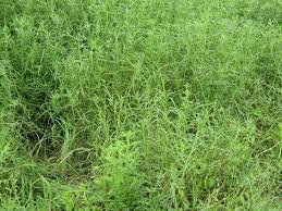 Image result for Stylosanthes guianensis