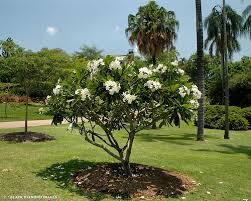 Plumeria Obtusa White Plumeria Backyard Plants Patio Trees Mediterranean Garden