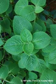 Image result for Coleus amboinicus