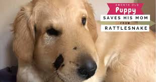 Where to adopt a golden retriever? 6 Month Old Golden Retriever Puppy Saves His Mom From A Rattlesnake Pawsocute