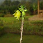 Image result for Polystachya bennettiana