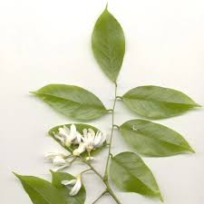 Image result for Craibia zimmermannii